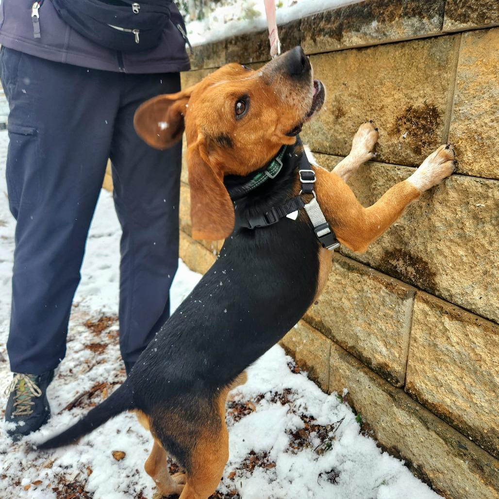 Jingle, a Adoptable mixed breed in Falls Church, VA image 1/6