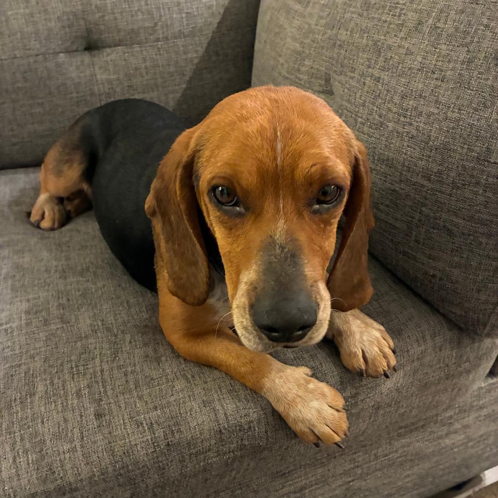 Jingle, a Adoptable mixed breed in Falls Church, VA image 2/6