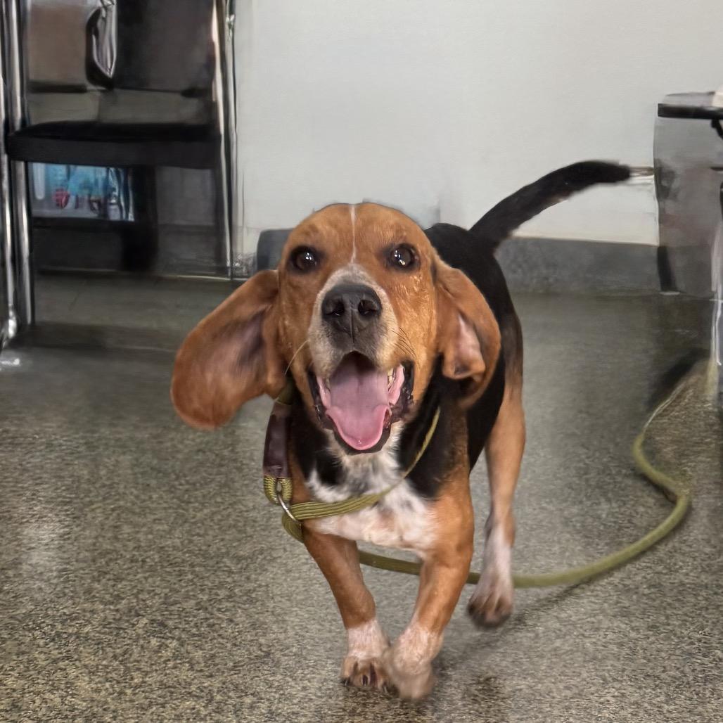 Jingle, a Adoptable mixed breed in Falls Church, VA image 3/6