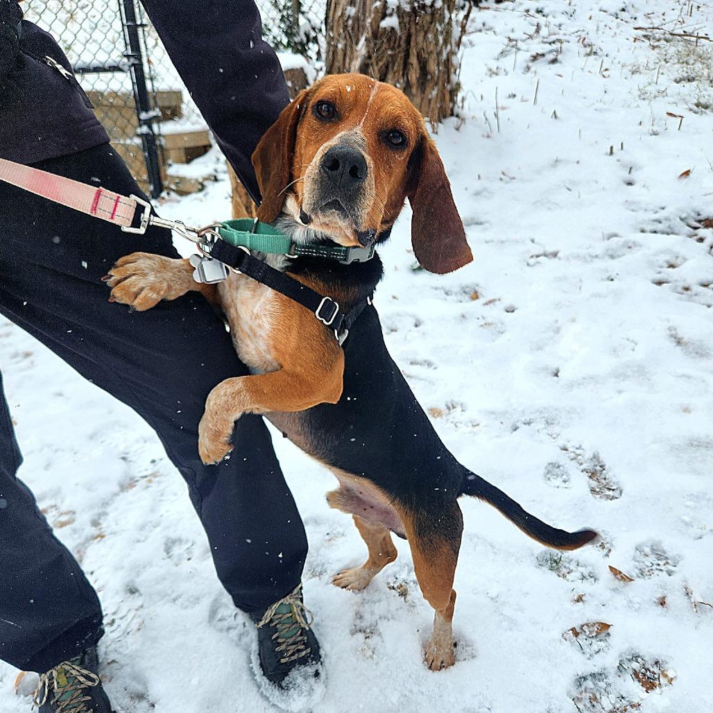 Jingle, a Adoptable mixed breed in Falls Church, VA image 4/6