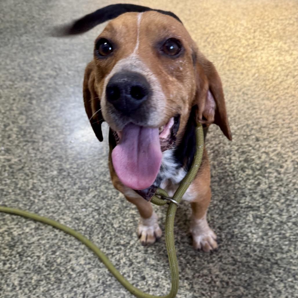 Jingle, a Adoptable mixed breed in Falls Church, VA image 5/6