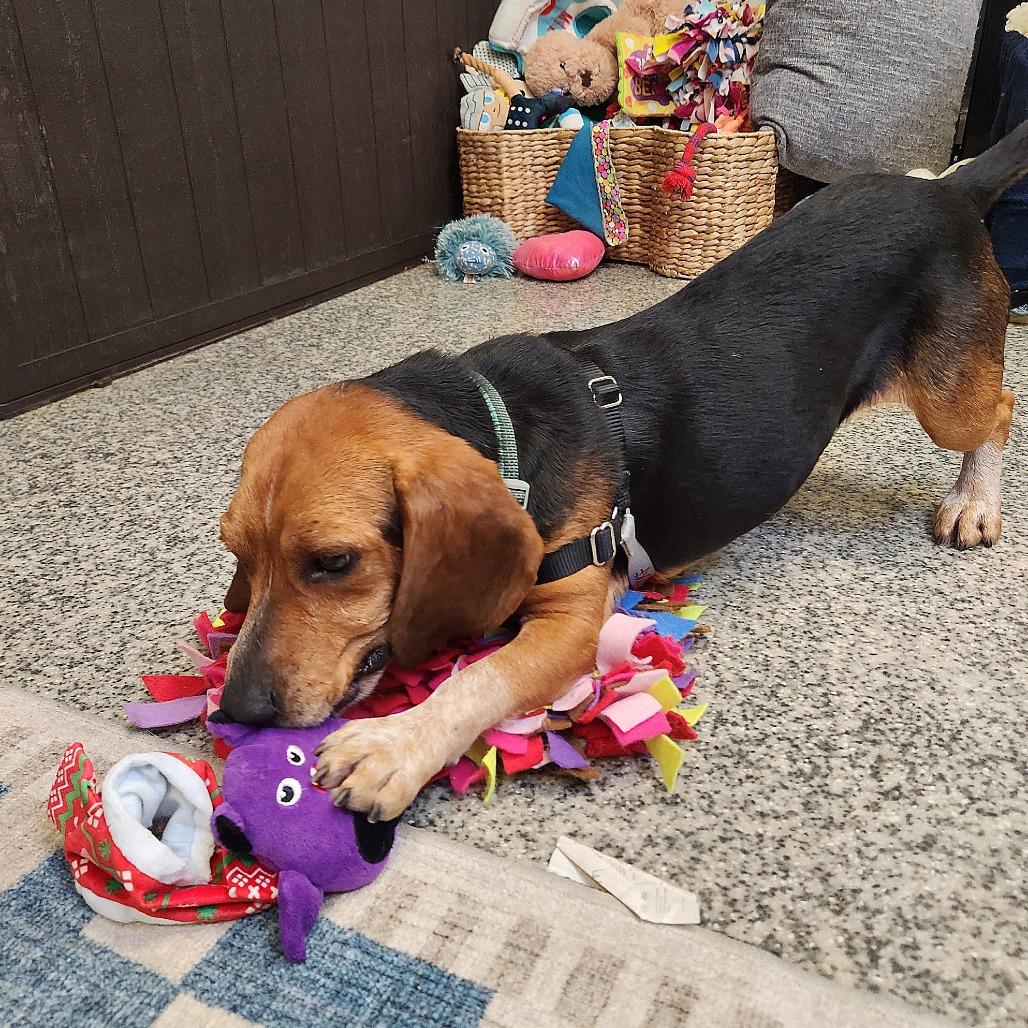 Jingle, a Adoptable mixed breed in Falls Church, VA image 6/6