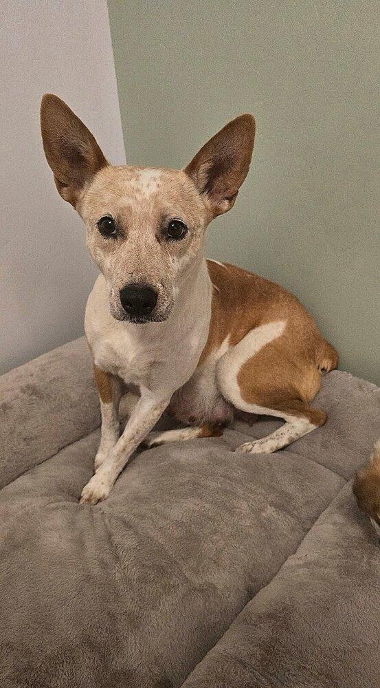 Enlarge Mama Shiloh, a Adopted mixed breed in Pleasant Hill, CA image 1/1
