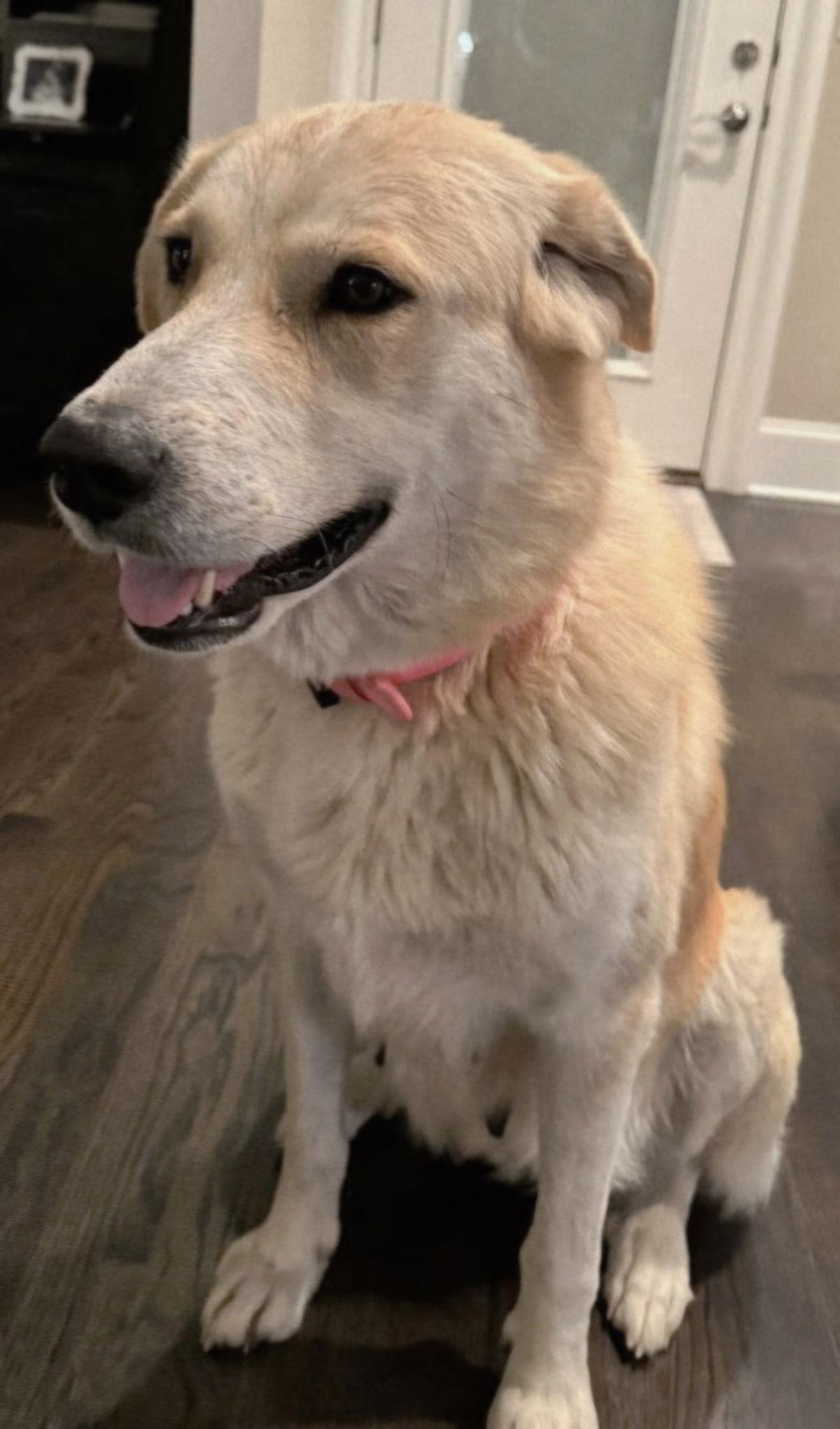 MISHKA, Adopted, Adult Female Labrador Retriever.