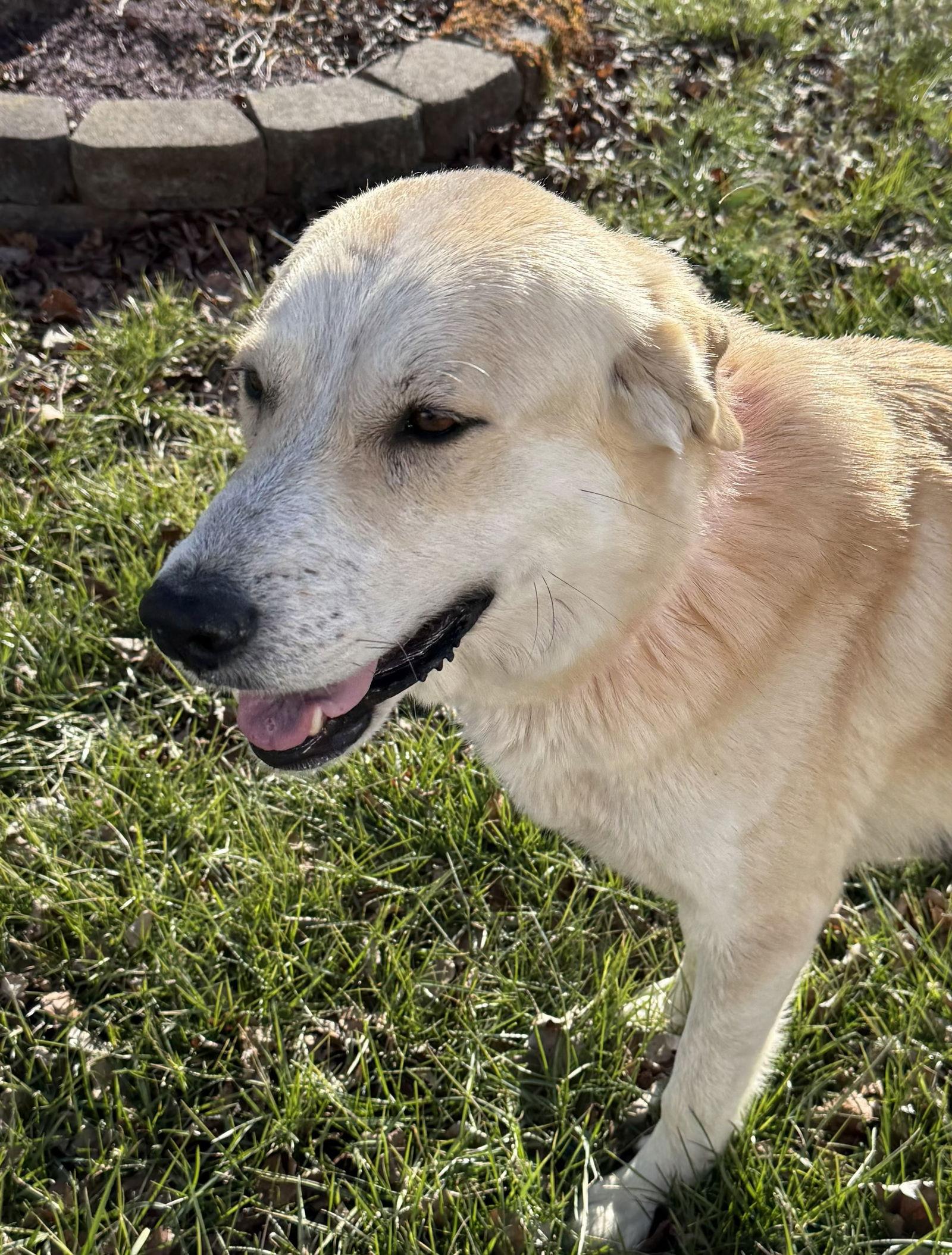 MISHKA, a Adopted Labrador Retriever in Franklin, TN image 2/3