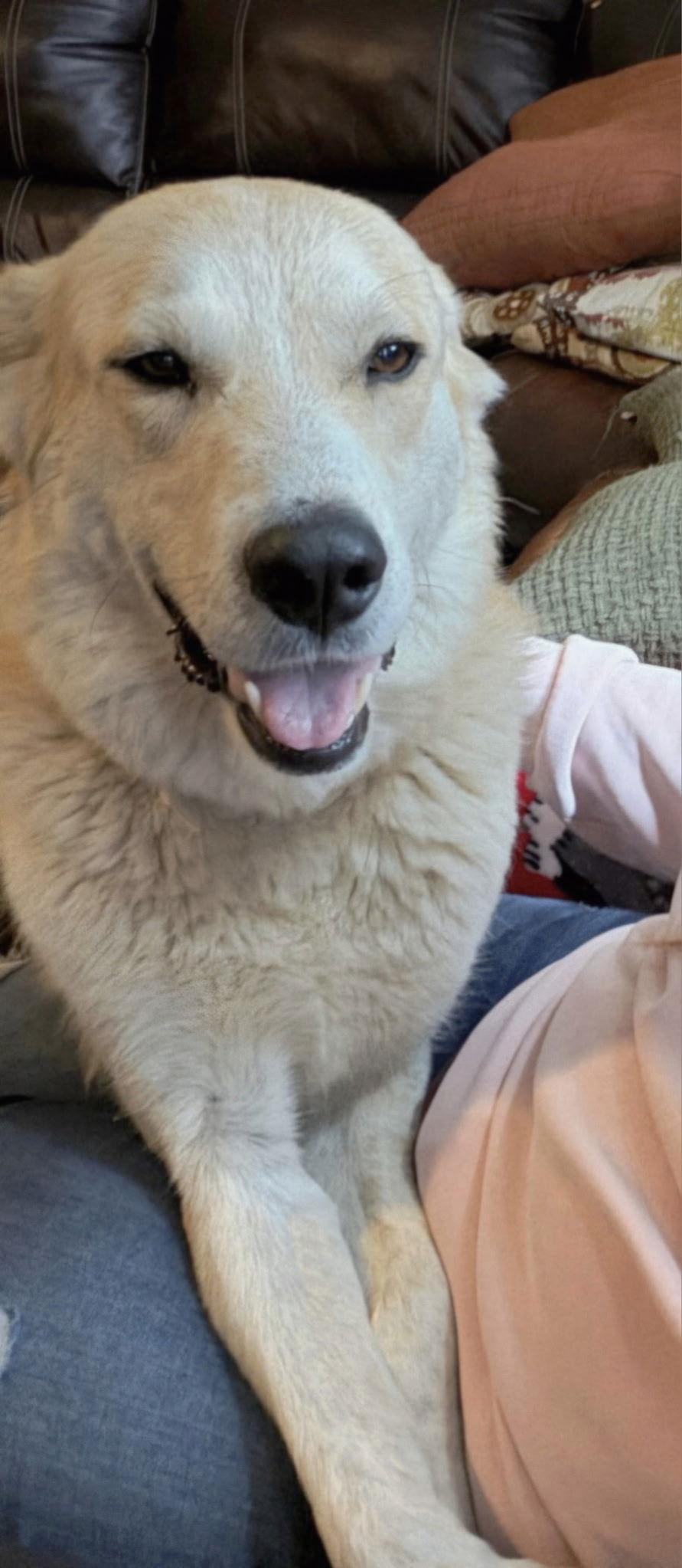 MISHKA, a Adopted Labrador Retriever in Franklin, TN image 3/3