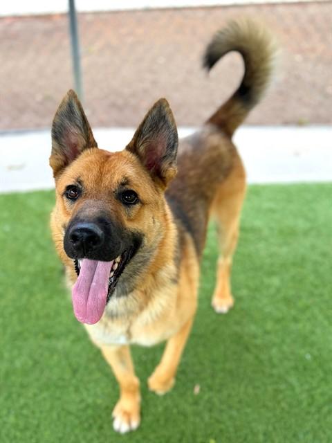 Enlarge YOTE', a Adoptable German Shepherd Dog in Agoura, CA image 1/1