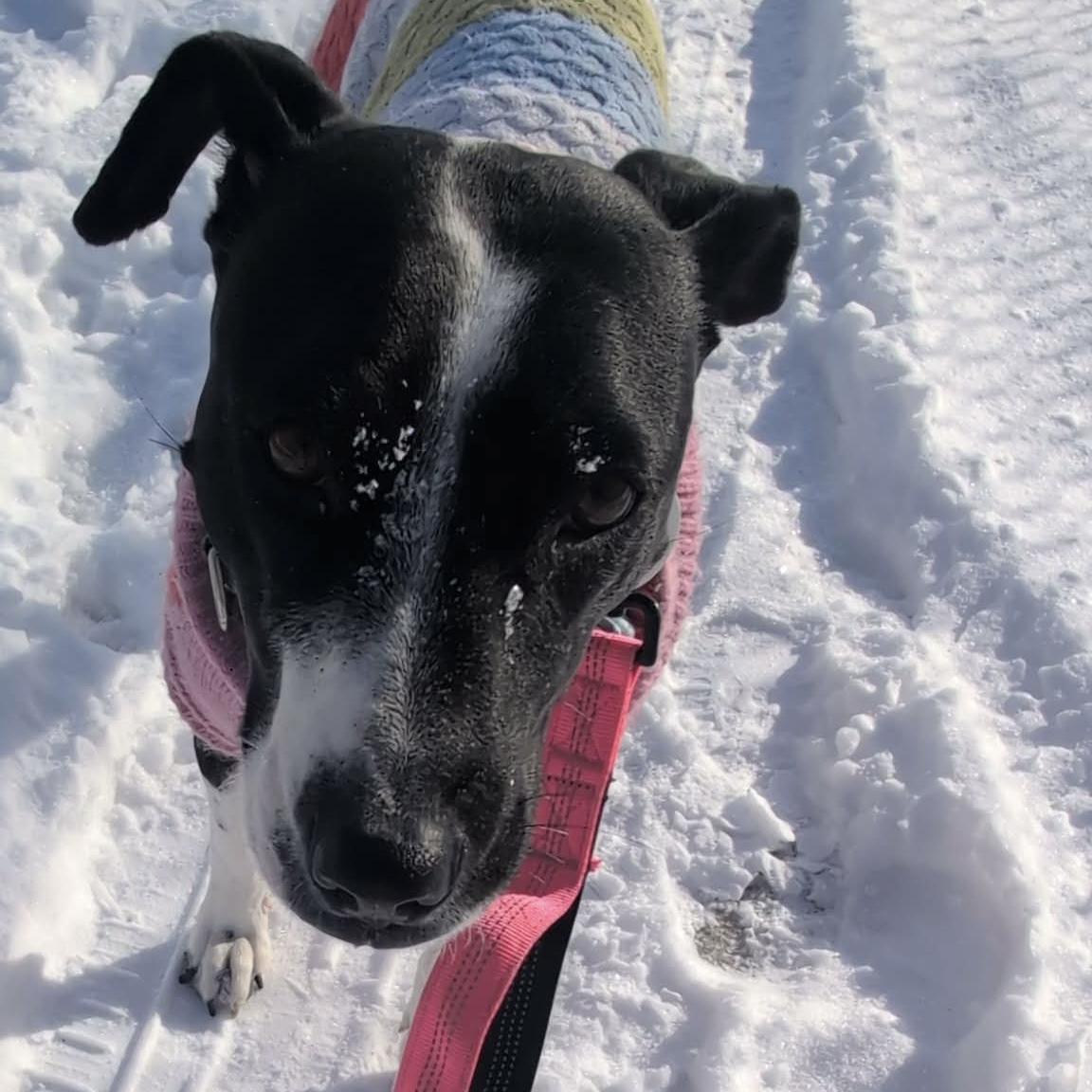 Enlarge Dixi, a ADOPTABLE mixed breed in London, ON image 4/6