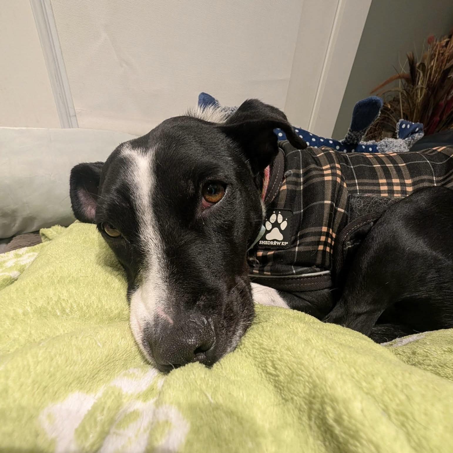 Enlarge Dixi, a ADOPTABLE mixed breed in London, ON image 3/6