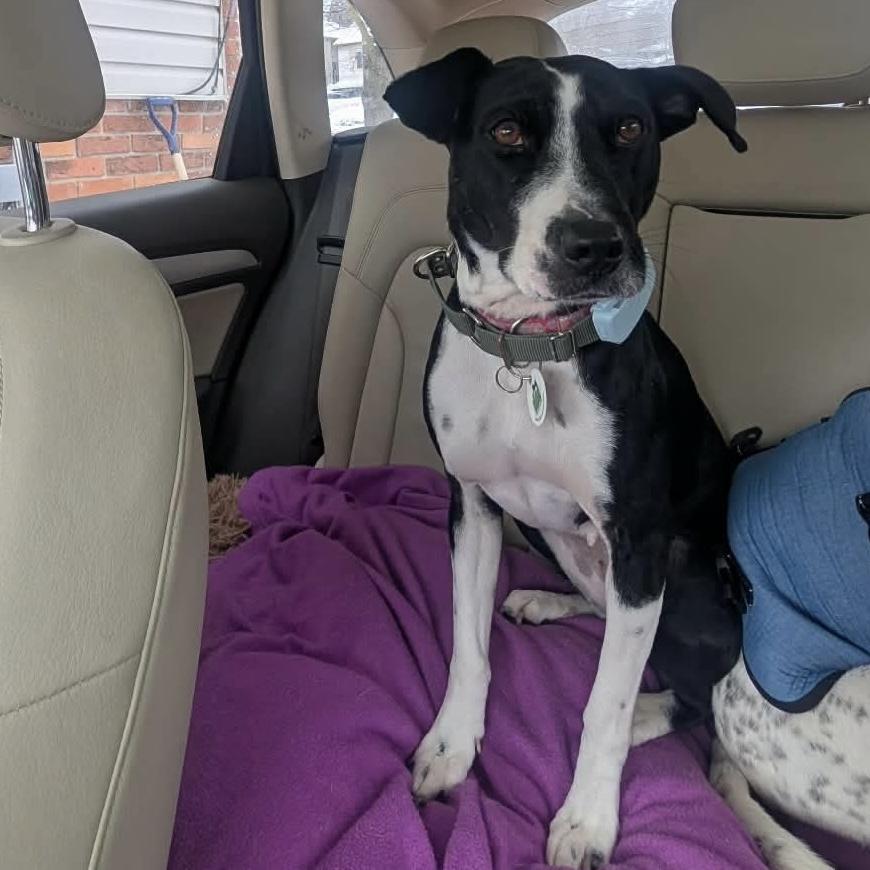 Enlarge Dixi, a ADOPTABLE mixed breed in London, ON image 5/6