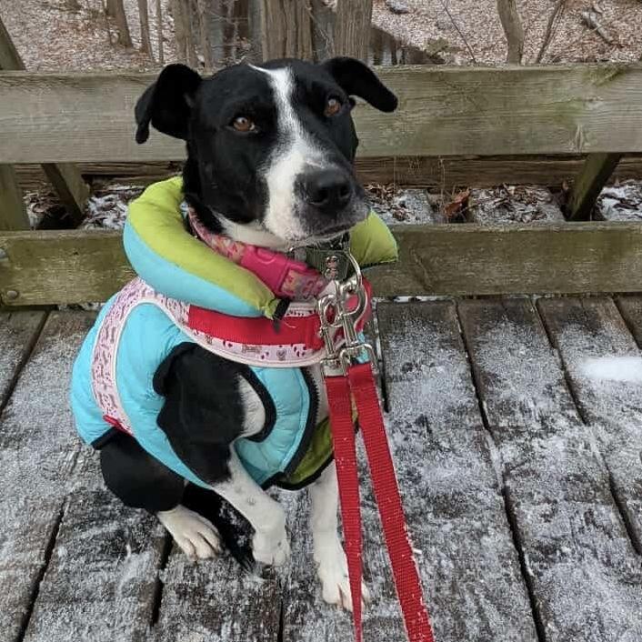 Enlarge Dixi, a ADOPTABLE mixed breed in London, ON image 2/6