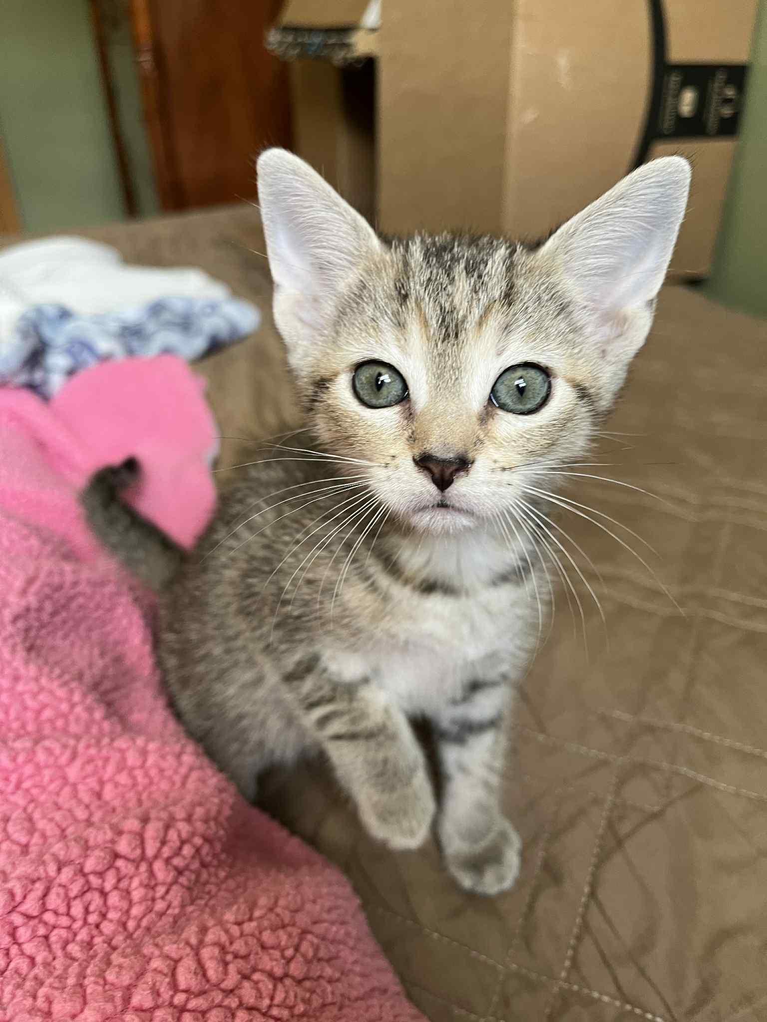 Enlarge Daisy, a Adoptable mixed breed in Belvidere, IL image 6/6