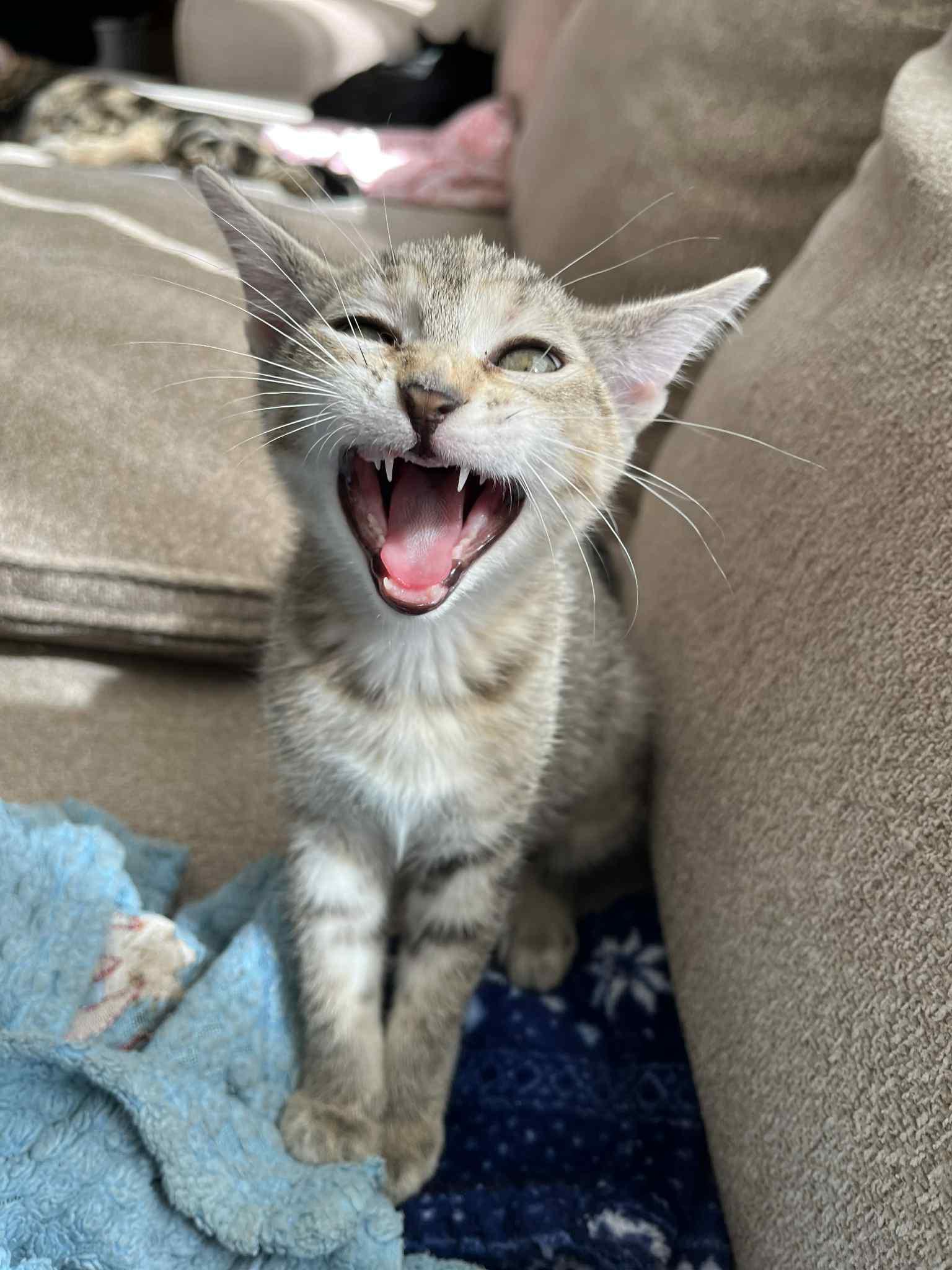 Enlarge Daisy, a Adoptable mixed breed in Belvidere, IL image 3/6