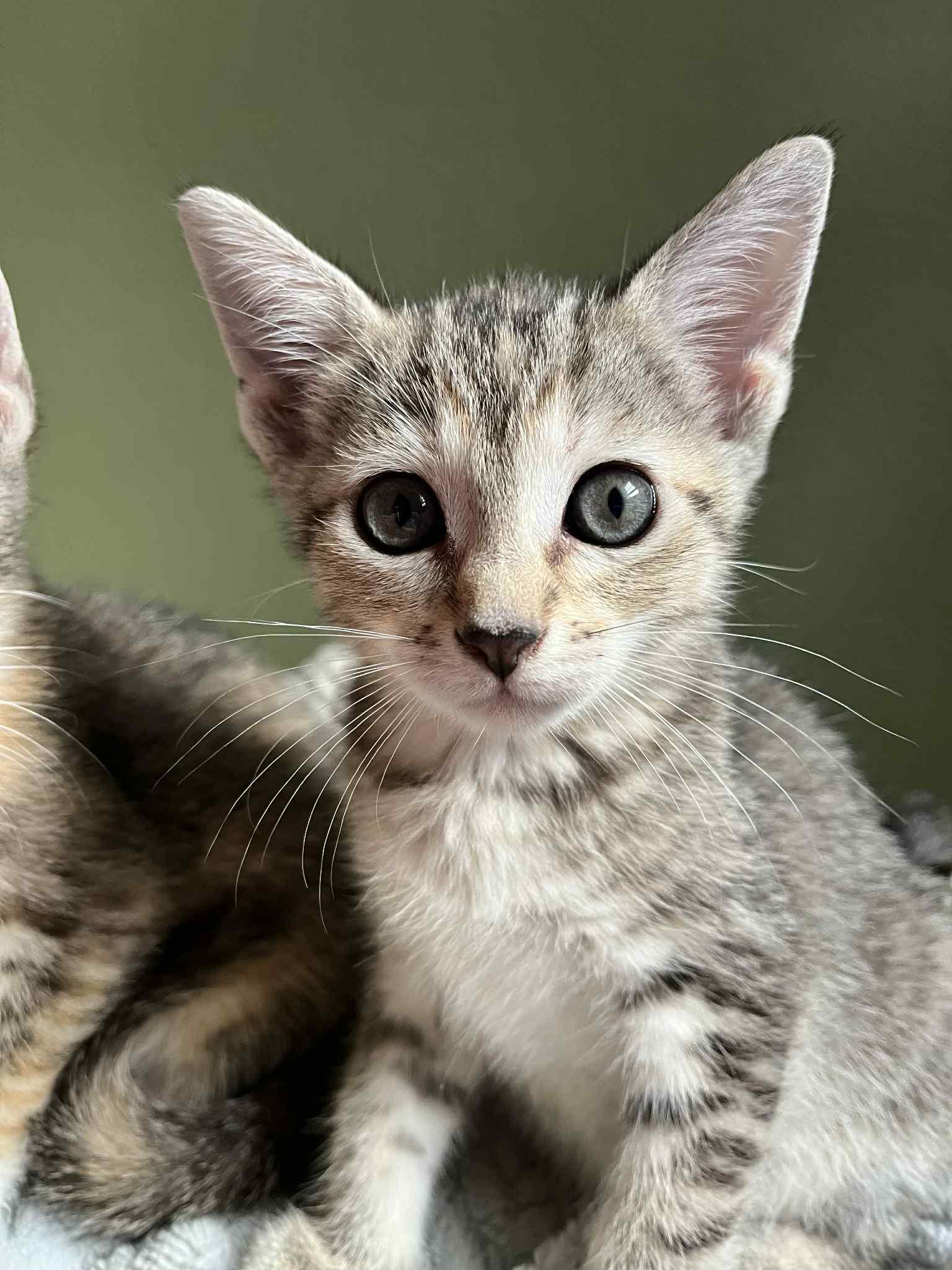 Enlarge Daisy, a Adoptable mixed breed in Belvidere, IL image 5/6