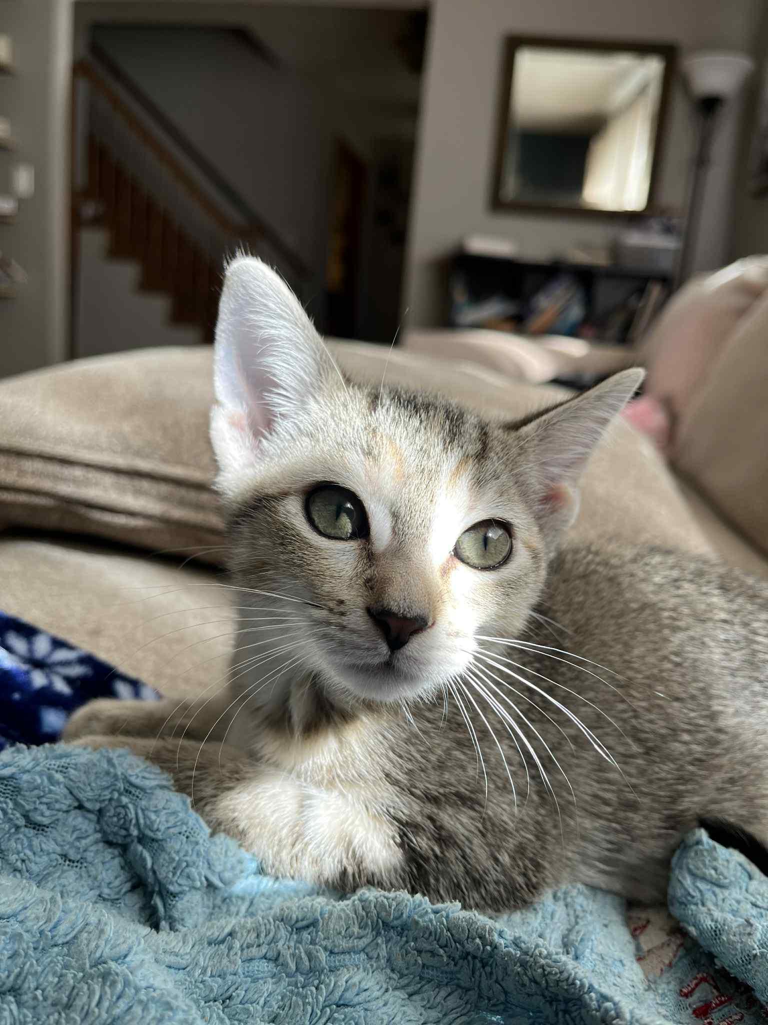 Enlarge Daisy, a Adoptable mixed breed in Belvidere, IL image 4/6