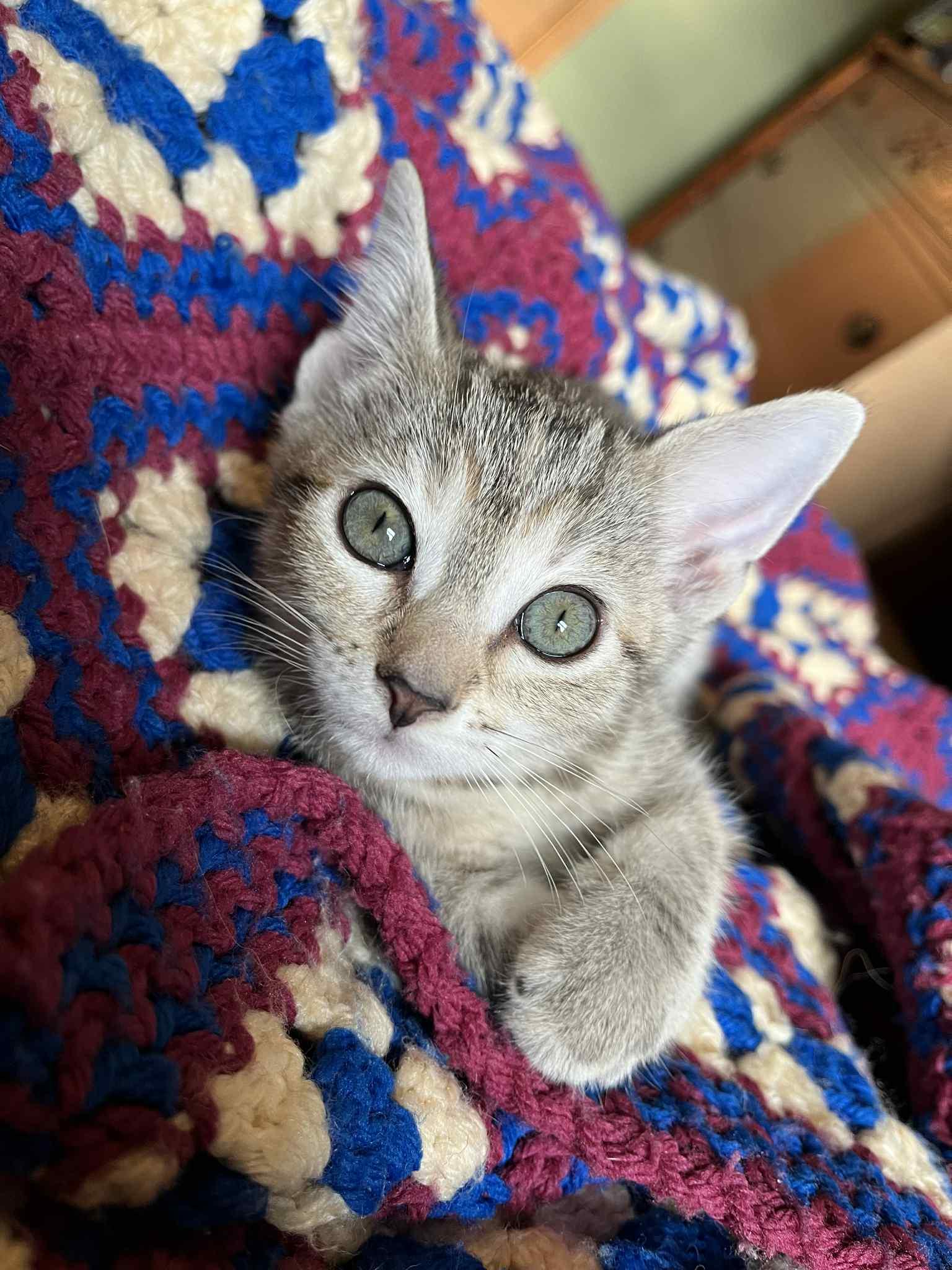 Daisy, Adoptable, Kitten Female Tabby & Domestic Short Hair.