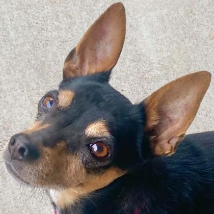Enlarge Penny, a Adoptable mixed breed in Pleasanton, CA image 1/3