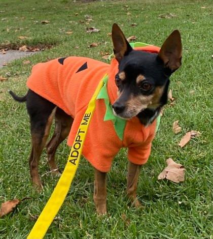 Enlarge Penny, a Adoptable mixed breed in Pleasanton, CA image 2/3
