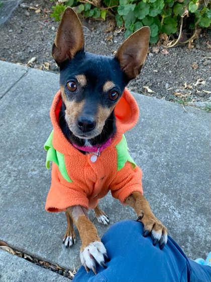 Enlarge Penny, a Adoptable mixed breed in Pleasanton, CA image 3/3
