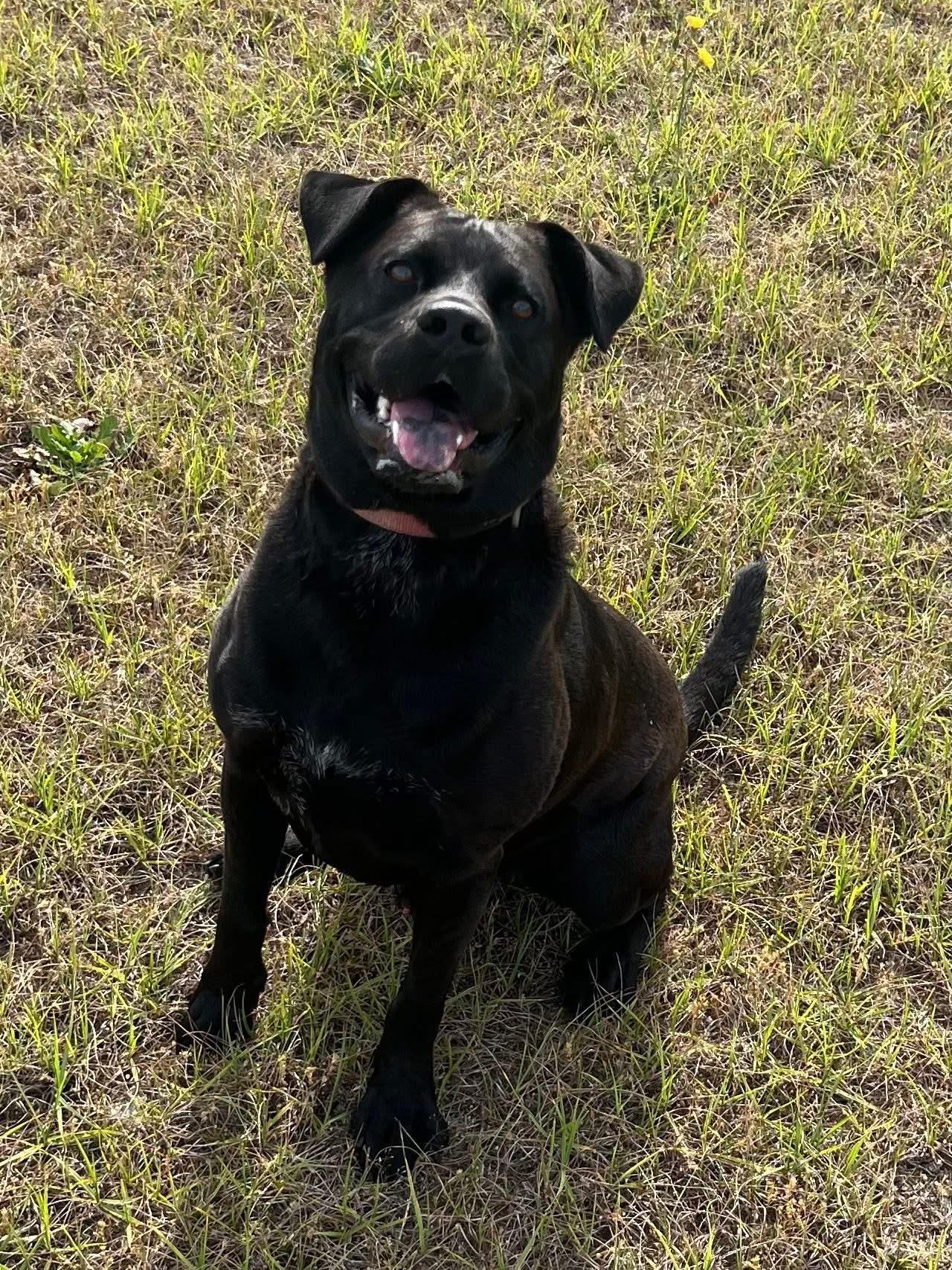 Jet, ADOPTABLE, Adult Male Black Labrador Retriever & Terrier.