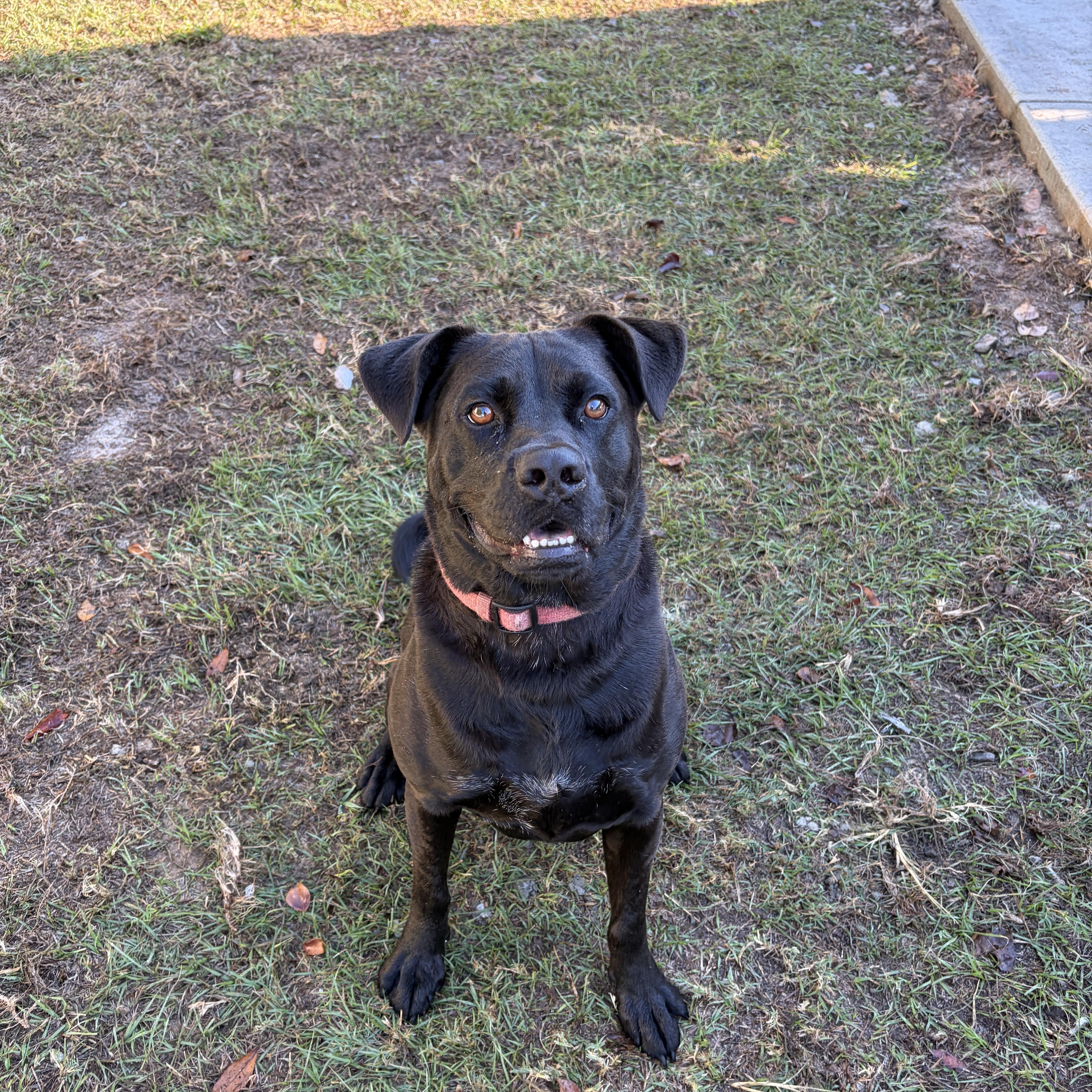 Enlarge Jet, a Adoptable mixed breed in Perry, GA image 2/4