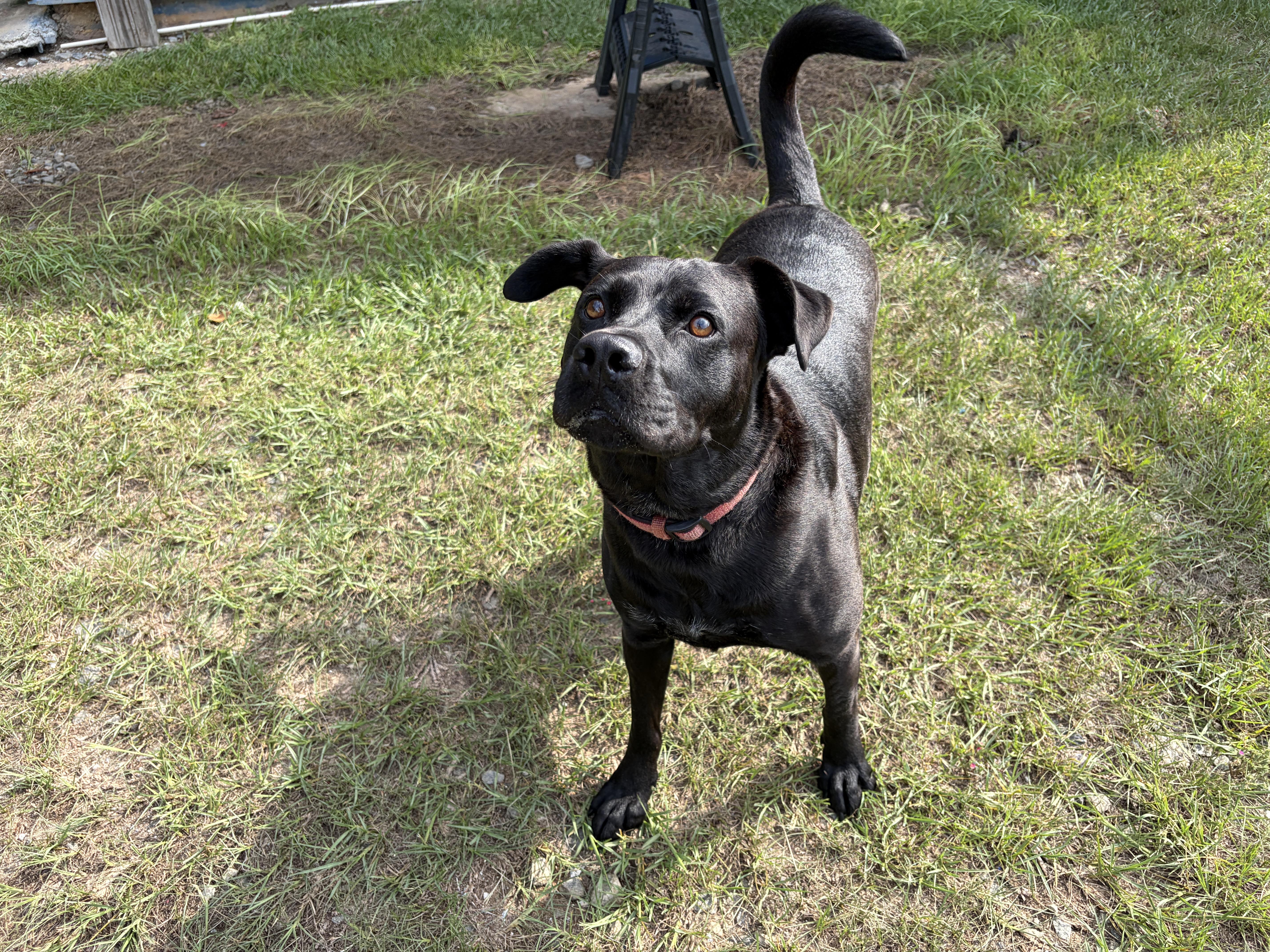 Jet, Adoptable, Adult Male Black Labrador Retriever & Terrier.