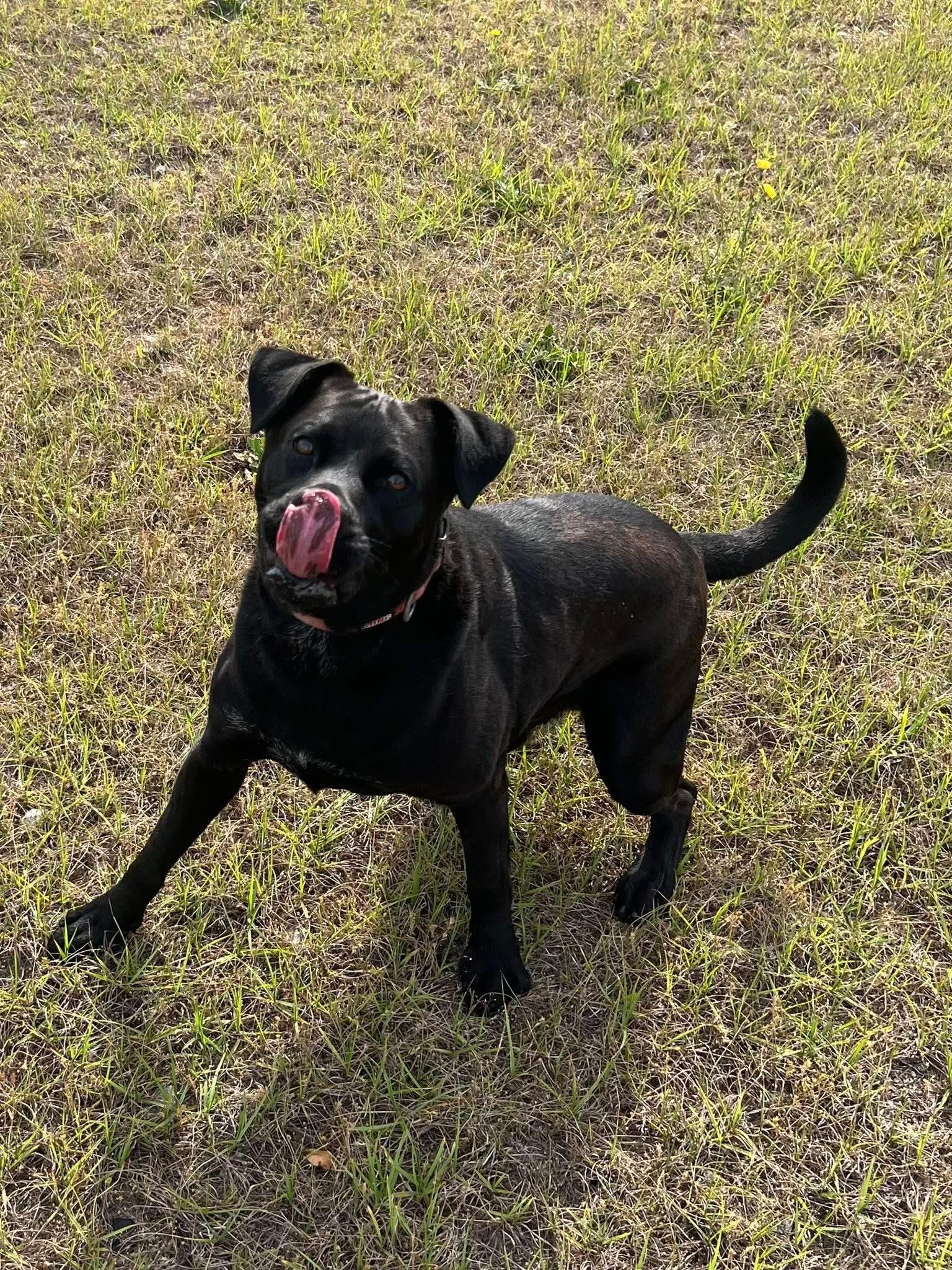 Enlarge Jet, a ADOPTABLE mixed breed in Perry, GA image 2/2