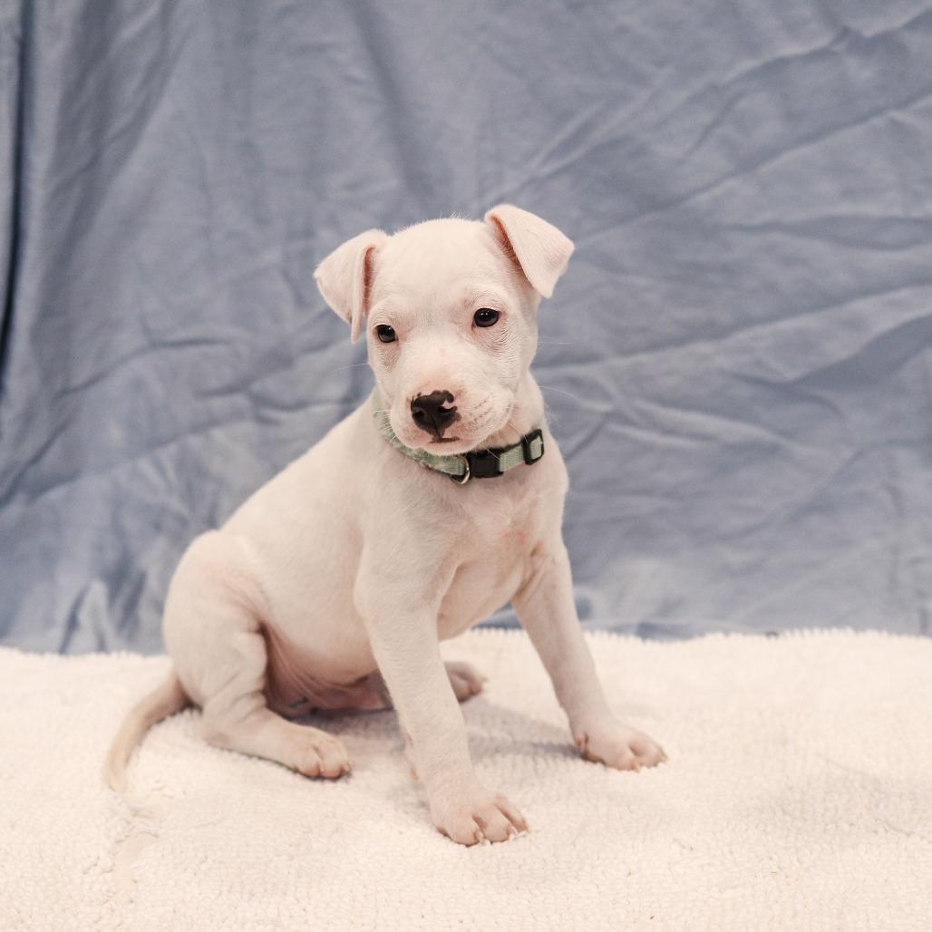 Bruno FKA Mr. Peanut, Adoptable, Young Male Pit Bull Terrier.