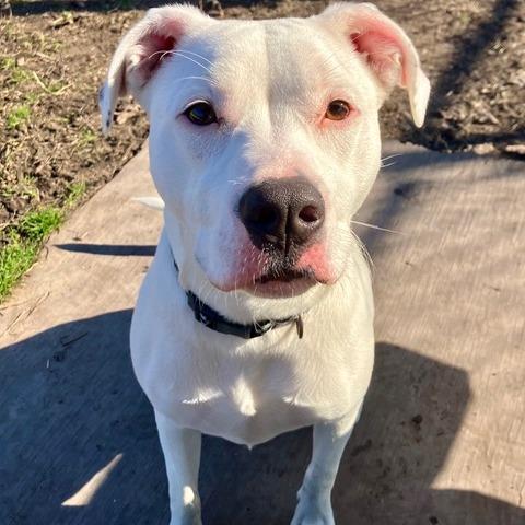 Enlarge Bruno FKA Mr. Peanut, a Adoptable mixed breed in Chesapeake, VA image 3/6