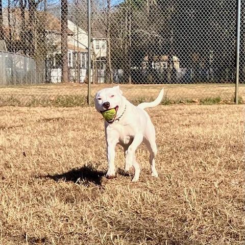 Enlarge Bruno FKA Mr. Peanut, a Adoptable mixed breed in Chesapeake, VA image 4/6