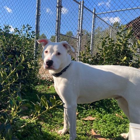 Enlarge Bruno FKA Mr. Peanut, a Adoptable mixed breed in Chesapeake, VA image 5/6
