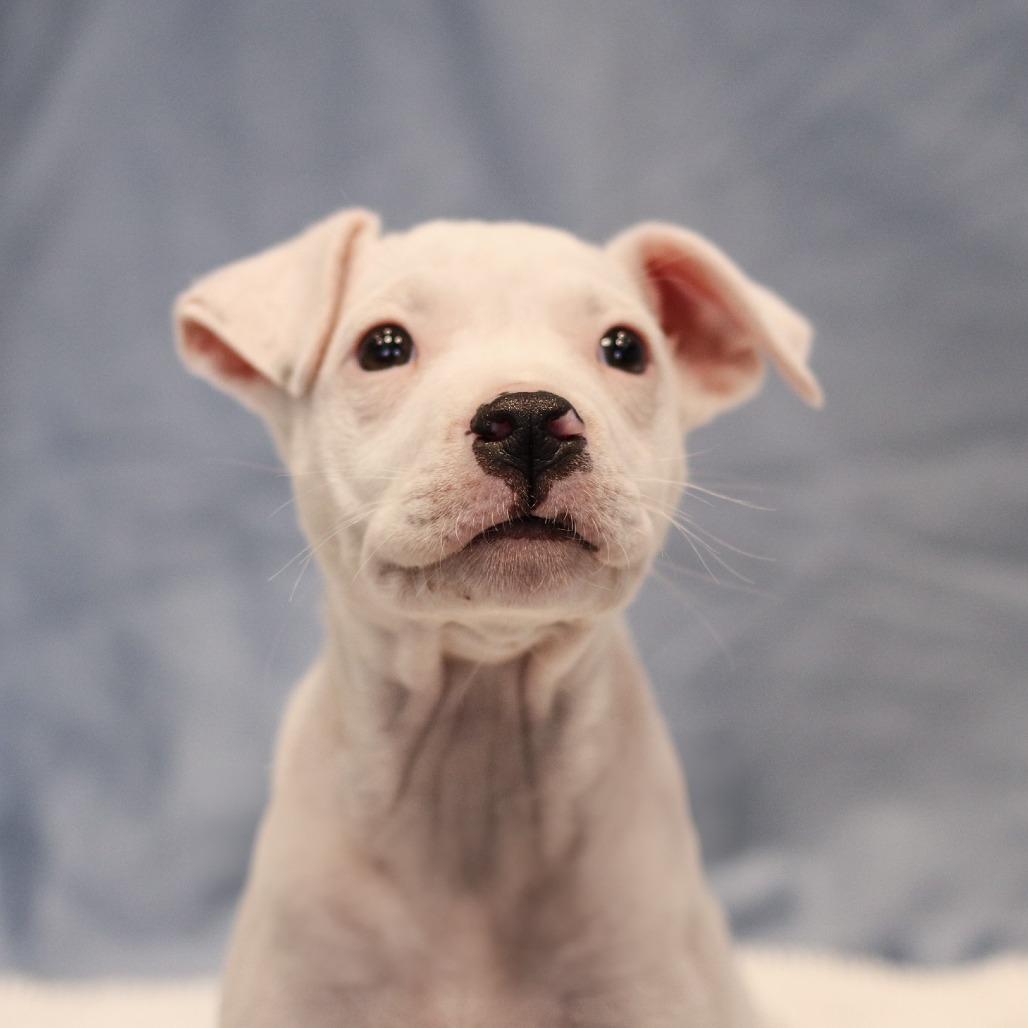 Enlarge Bruno FKA Mr. Peanut, a Adoptable mixed breed in Chesapeake, VA image 6/6