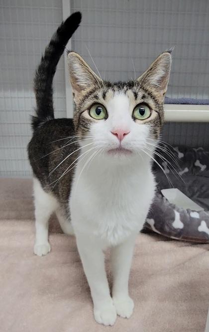 Nancy, a Adoptable mixed breed in Elmira, NY image 1/2