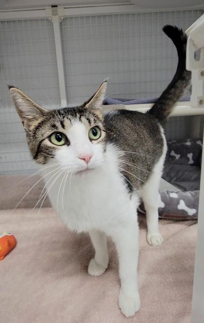 Nancy, a Adoptable mixed breed in Elmira, NY image 2/2