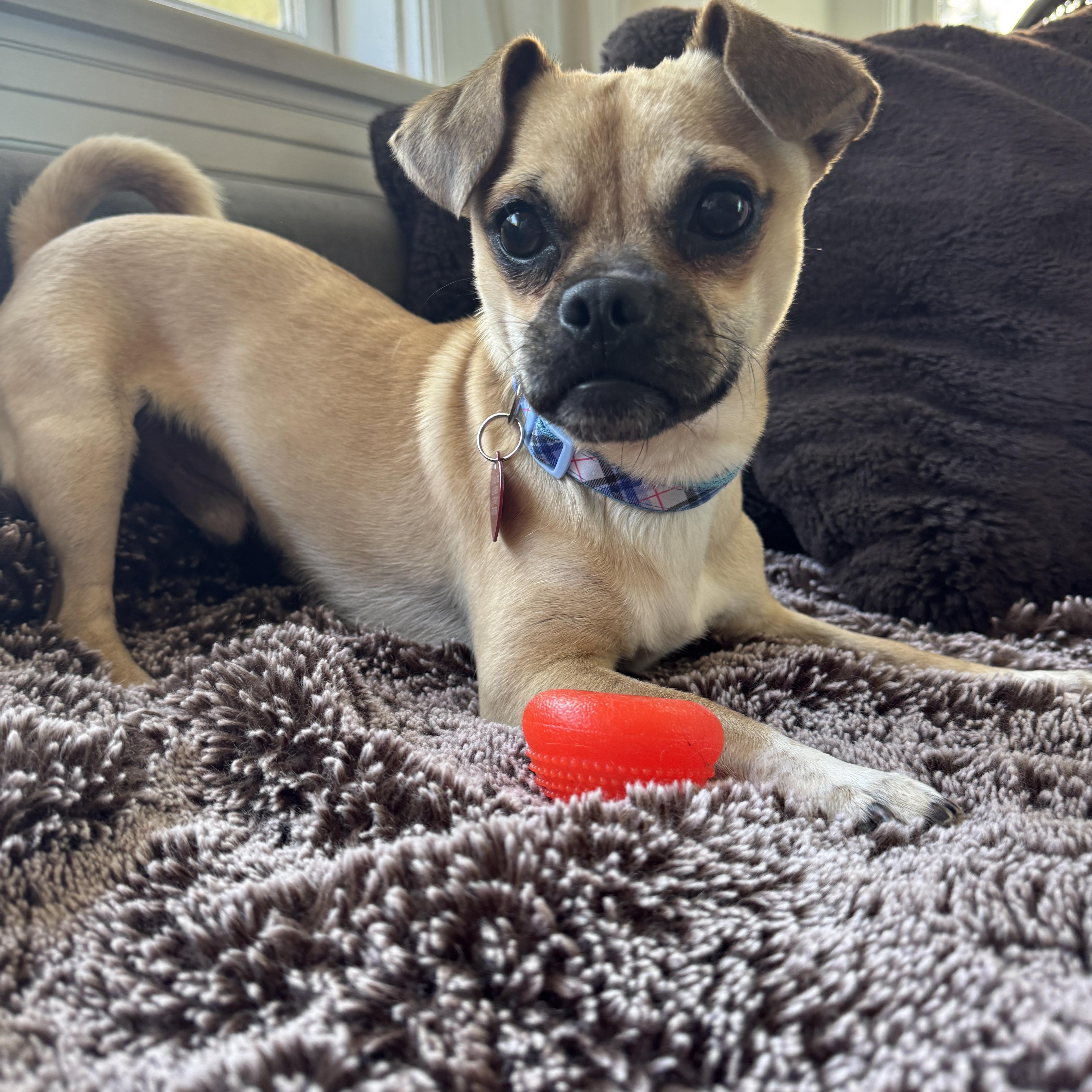 Enlarge Toby (pupdate), an adopted Puggle in Los Angeles, CA image 1/5