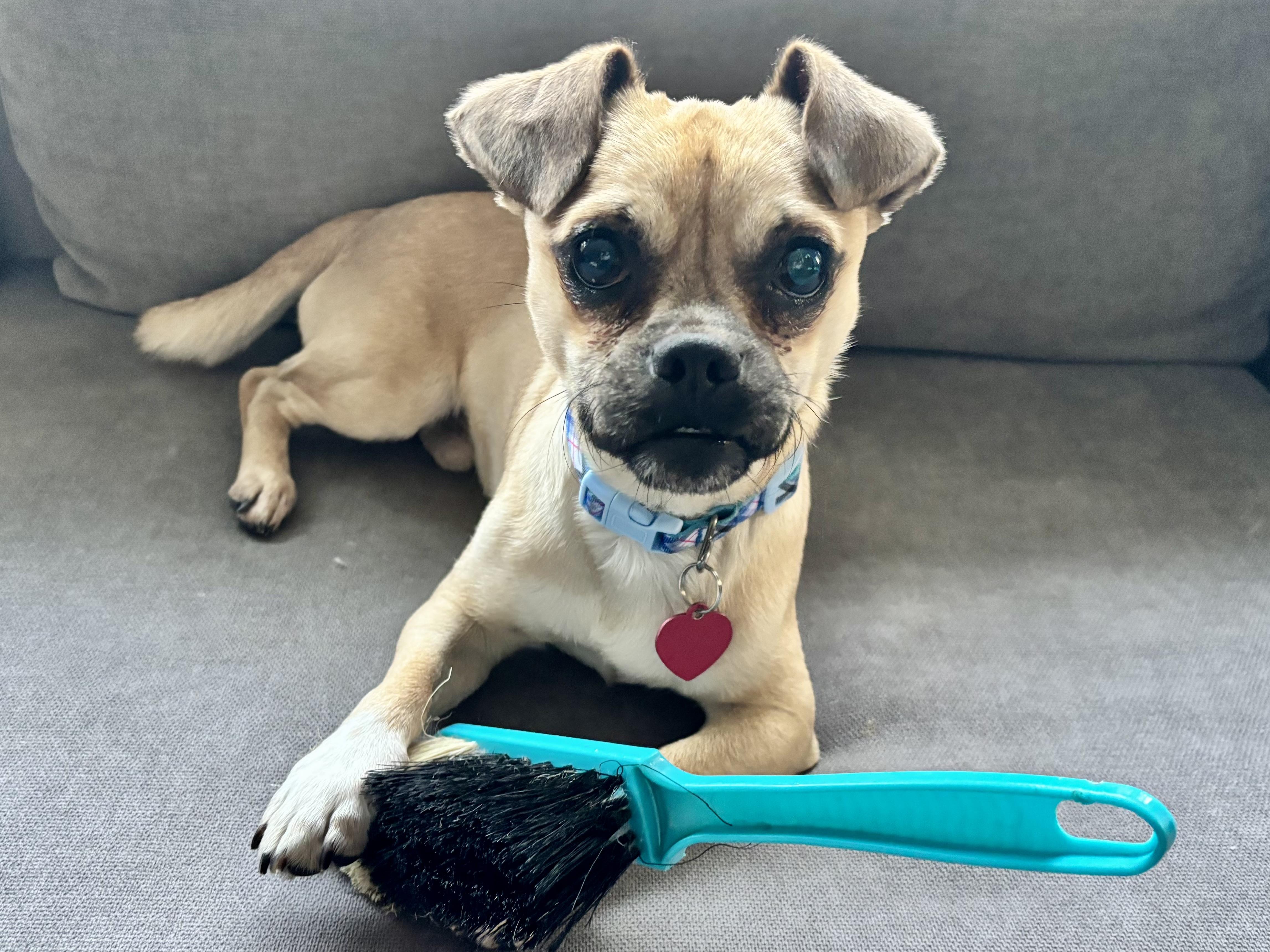 Enlarge Toby (pupdate), an adopted Puggle in Los Angeles, CA image 2/5