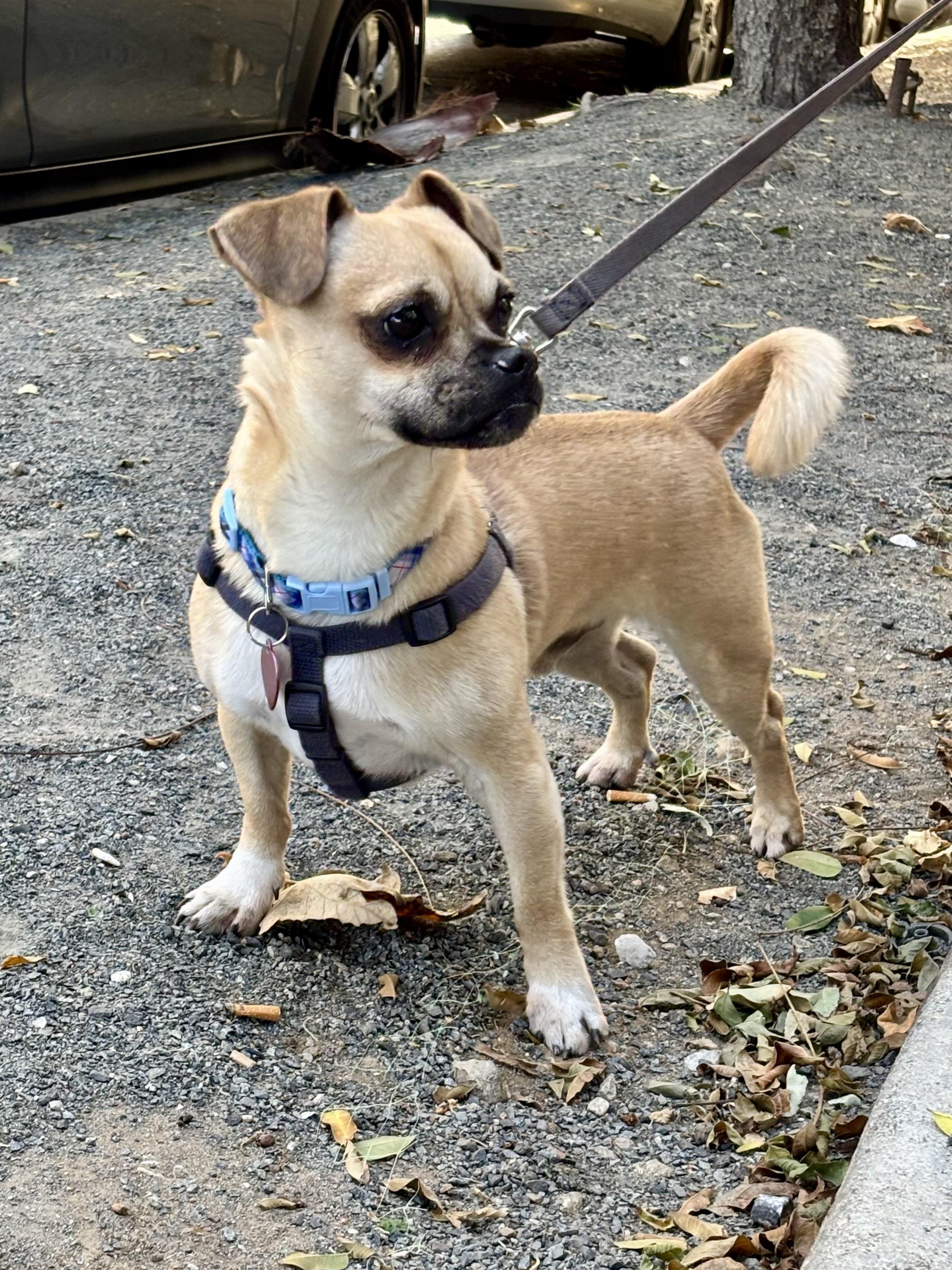 Enlarge Toby (pupdate), an adopted Puggle in Los Angeles, CA image 5/5