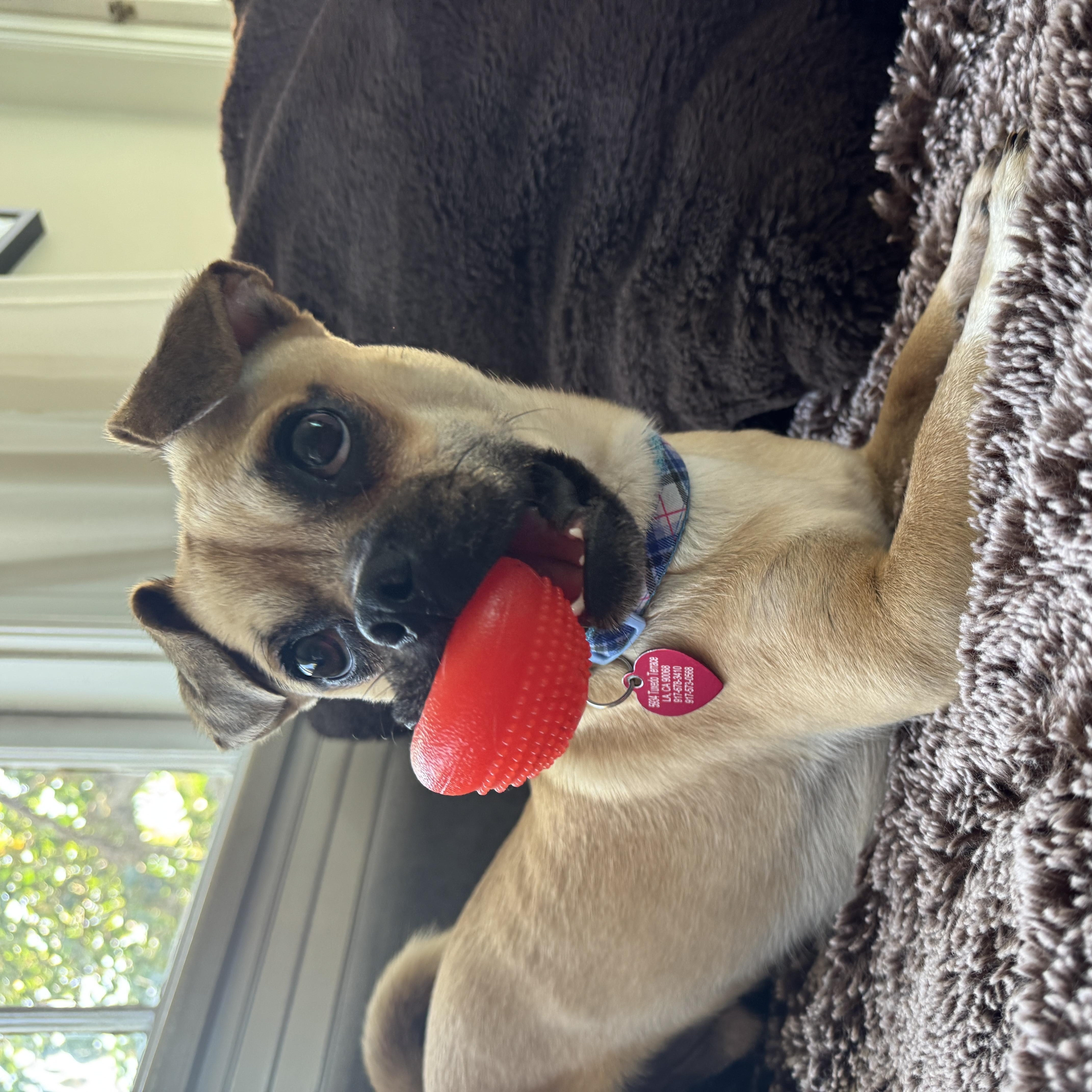 Enlarge Toby (pupdate), an adopted Puggle in Los Angeles, CA image 4/5