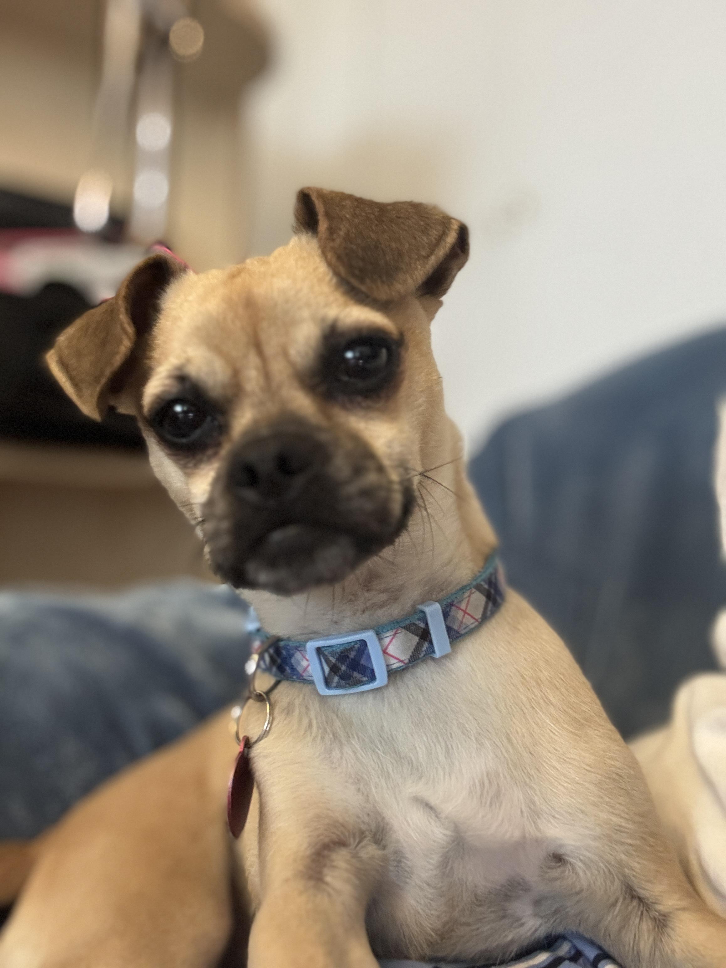Enlarge Toby (pupdate), an adopted Puggle in Los Angeles, CA image 3/5
