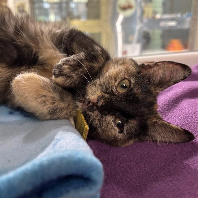 Enlarge DAFFODIL, a Adoptable Domestic Short Hair in St. Louis, MO image 1/1