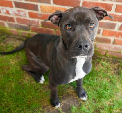 Enlarge Sugar Loaf, a Adoptable mixed breed in Bowling Green, KY image 1/2