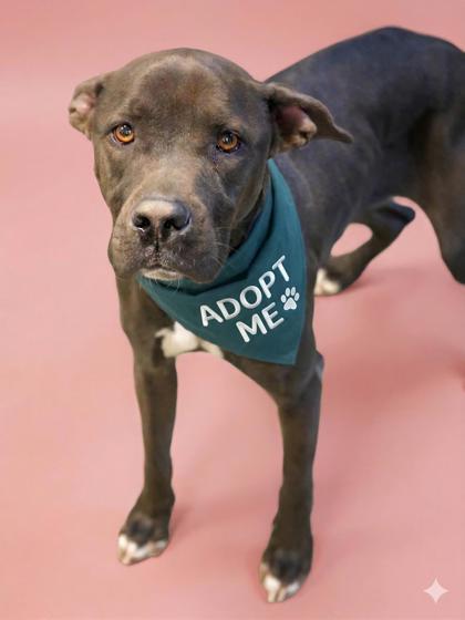 Enlarge Sugar Loaf, a Adoptable mixed breed in Bowling Green, KY image 2/2