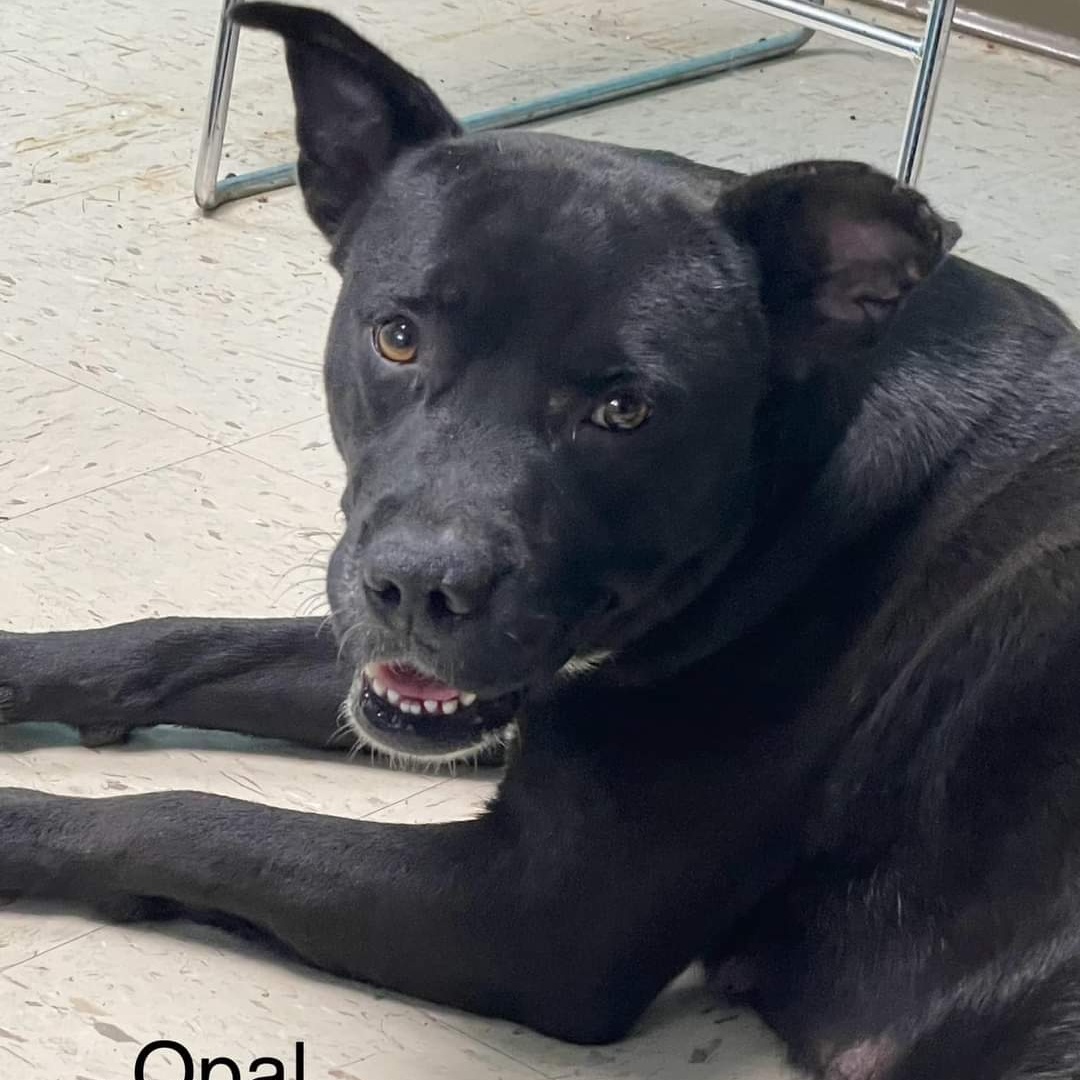 Opal