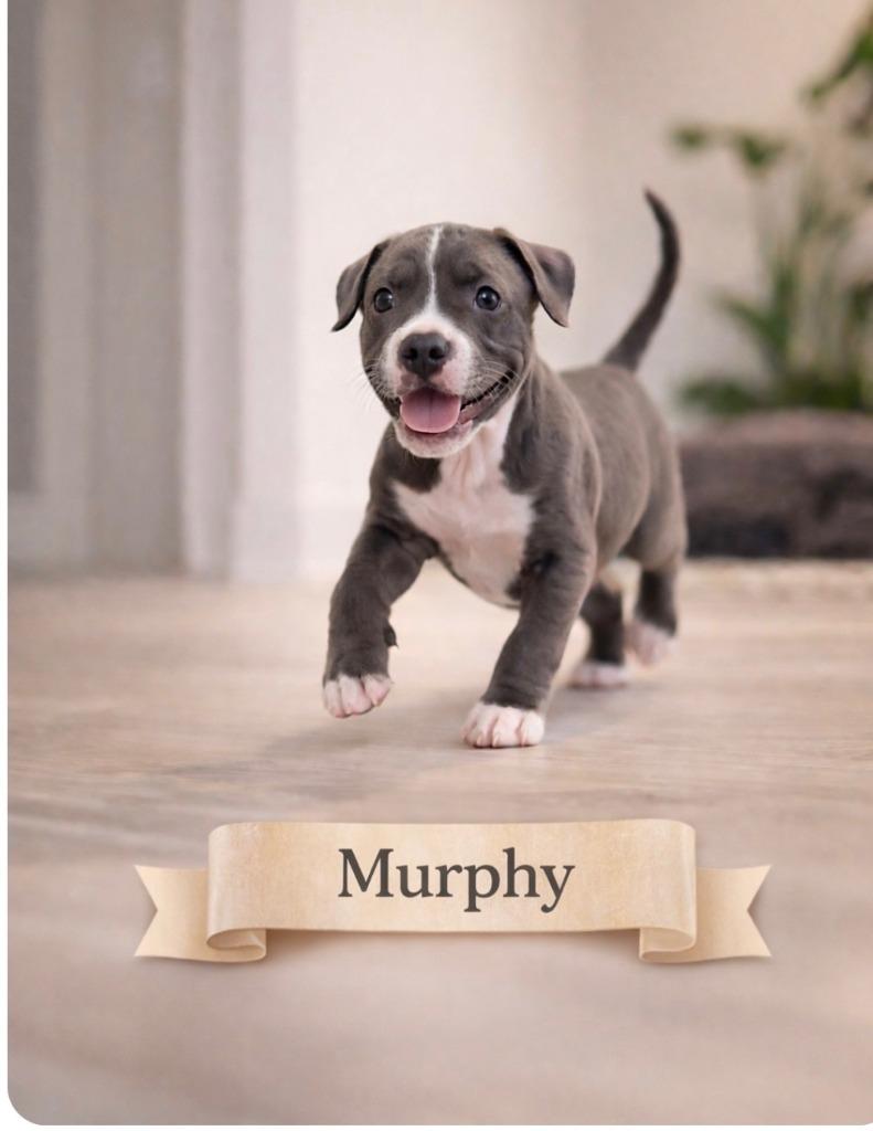 Murphy