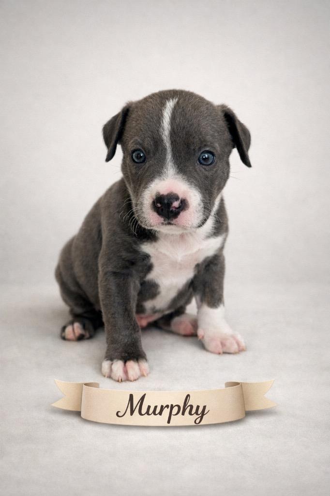 Murphy — thumbnail 2