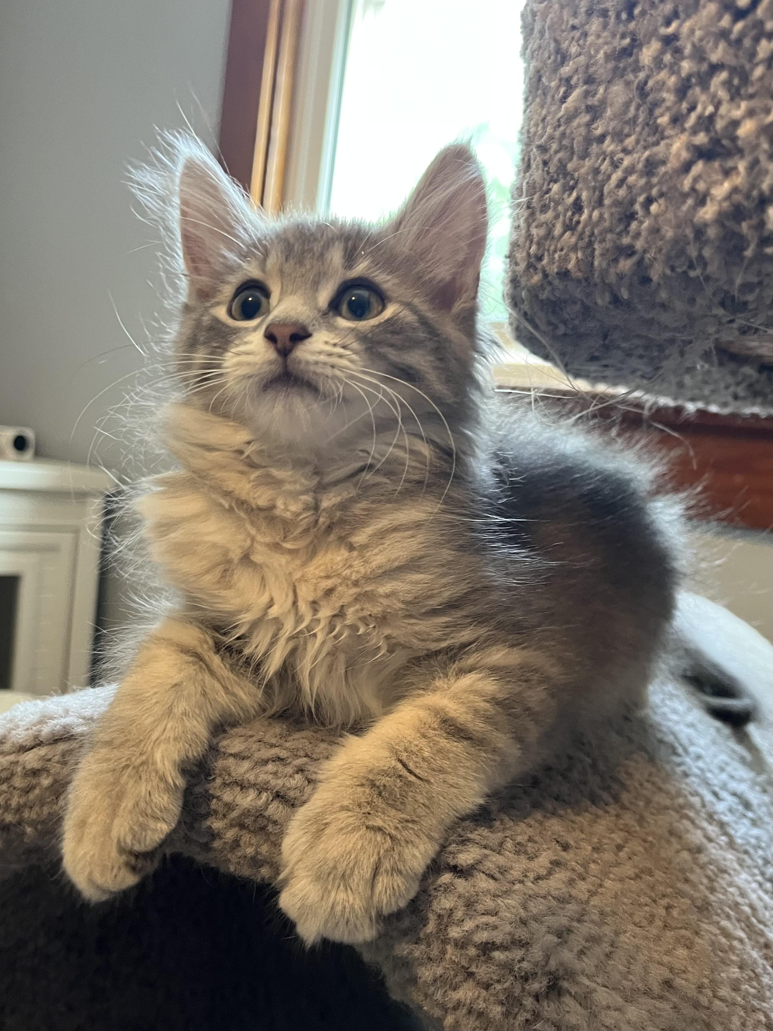 Rain, adopted, Kitten Female Domestic Long Hair & Domestic Medium Hair.