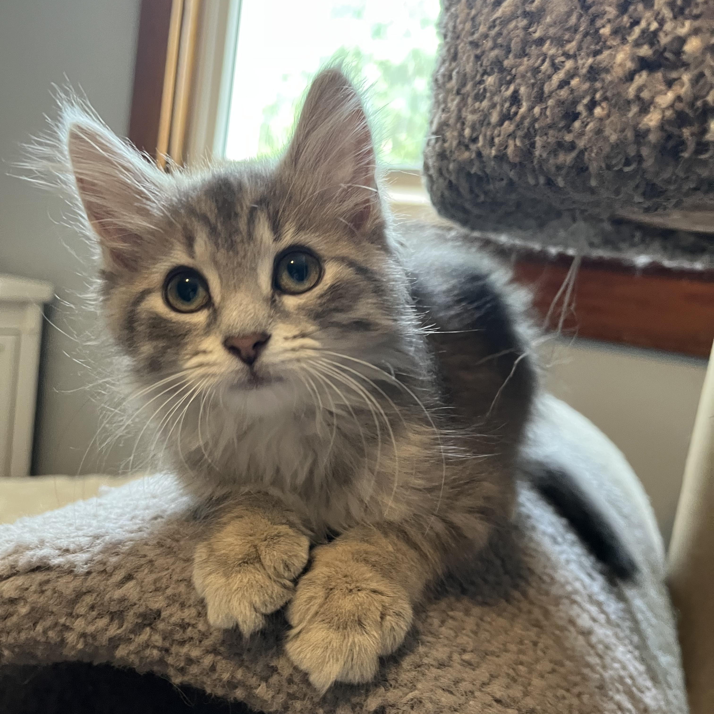 Enlarge Rain, an adopted mixed breed in Massillon, OH image 2/2