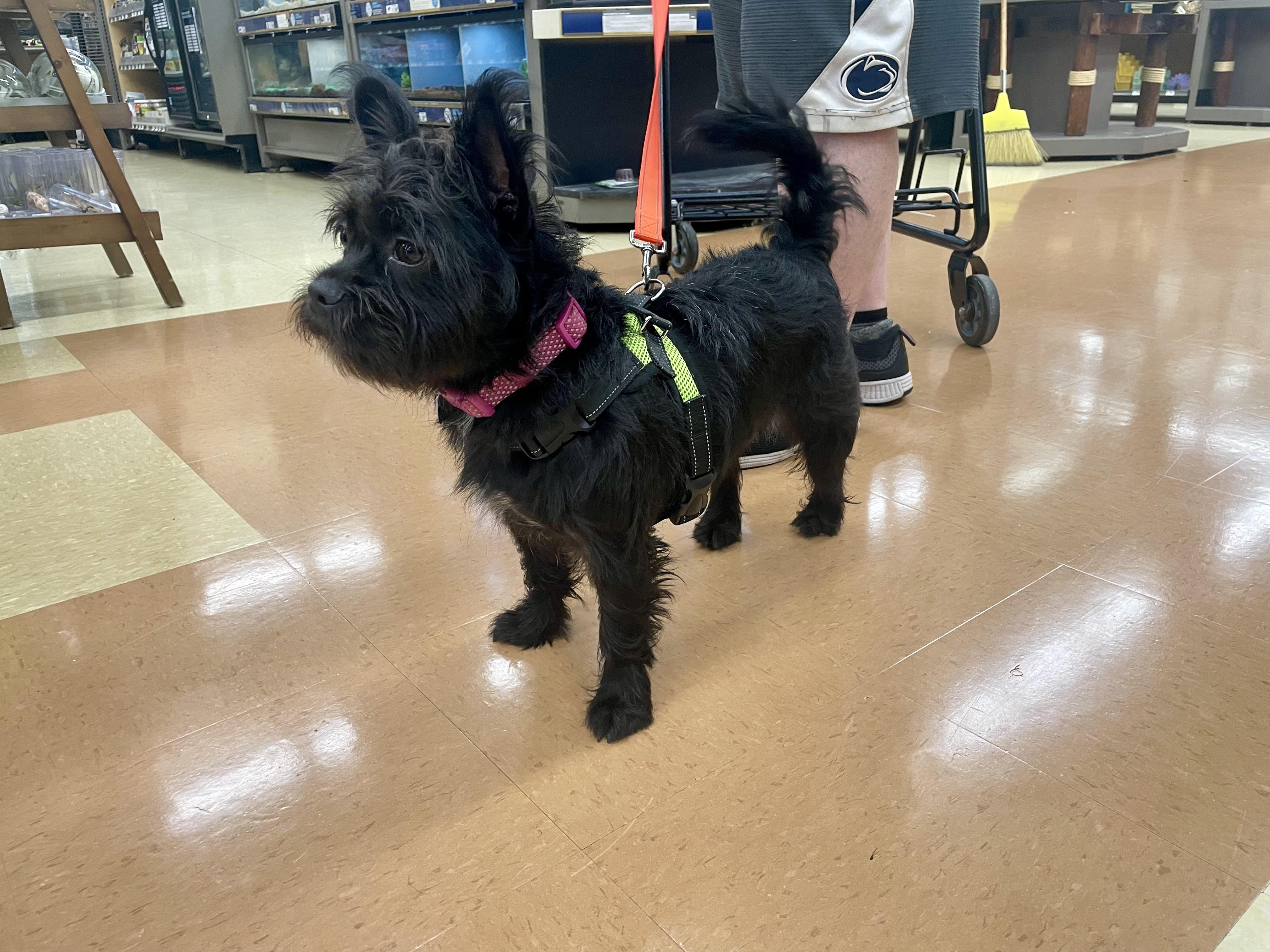 Enlarge Tito, a ADOPTABLE mixed breed in MADISON, AL image 4/4