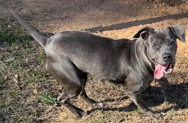 Enlarge ELAINA, a Adoptable mixed breed in Augusta, GA image 1/1