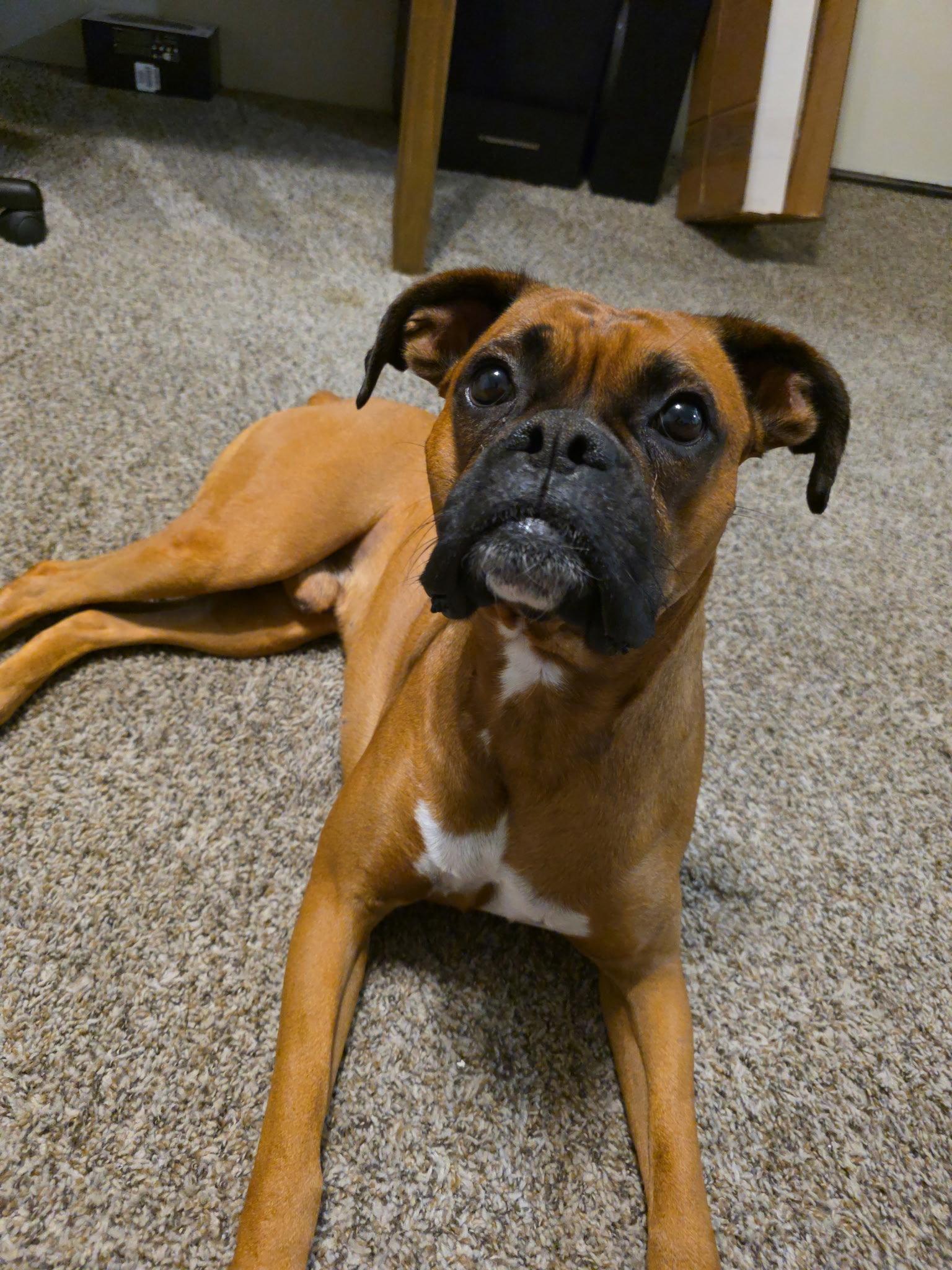 Astro, Adopted, Adult Male Boxer.